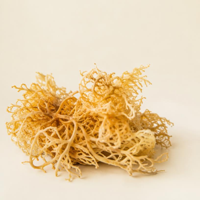 Sea Moss